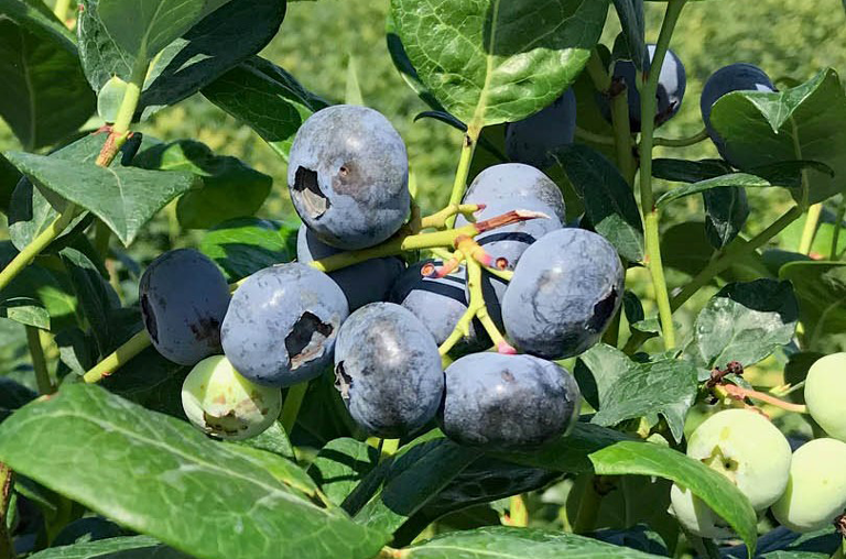 Blaubeeren von Clasen